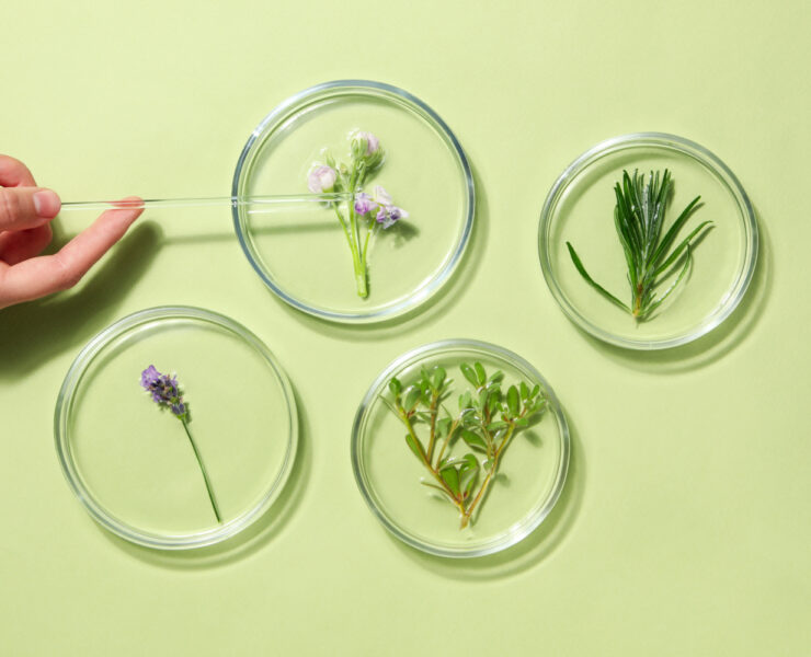 The Benefits of Plant Stem Cells in Skincare