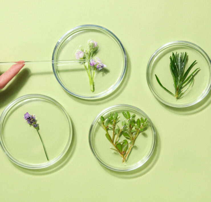The Benefits of Plant Stem Cells in Skincare